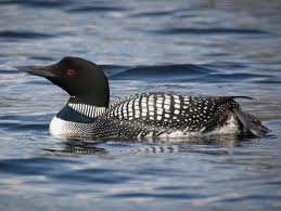 The Common Loon