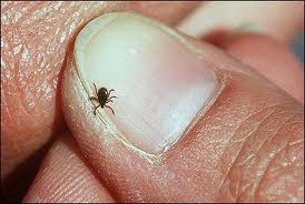 Yuck. The American Deer Tick