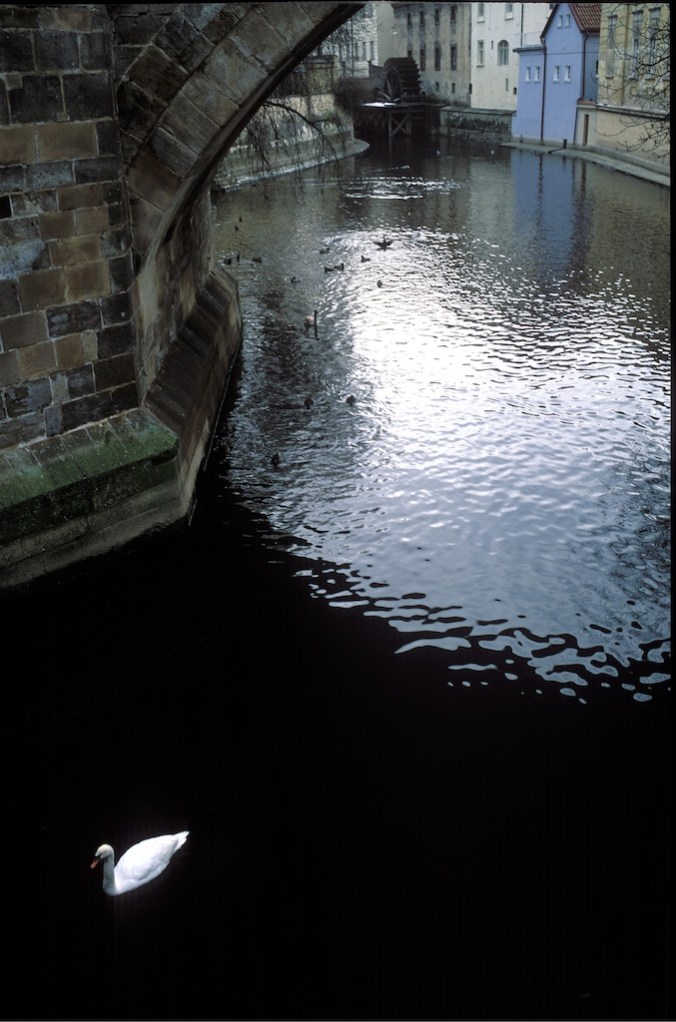 Swan in Prague