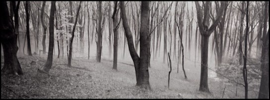 medium_20102012155614335_Trees